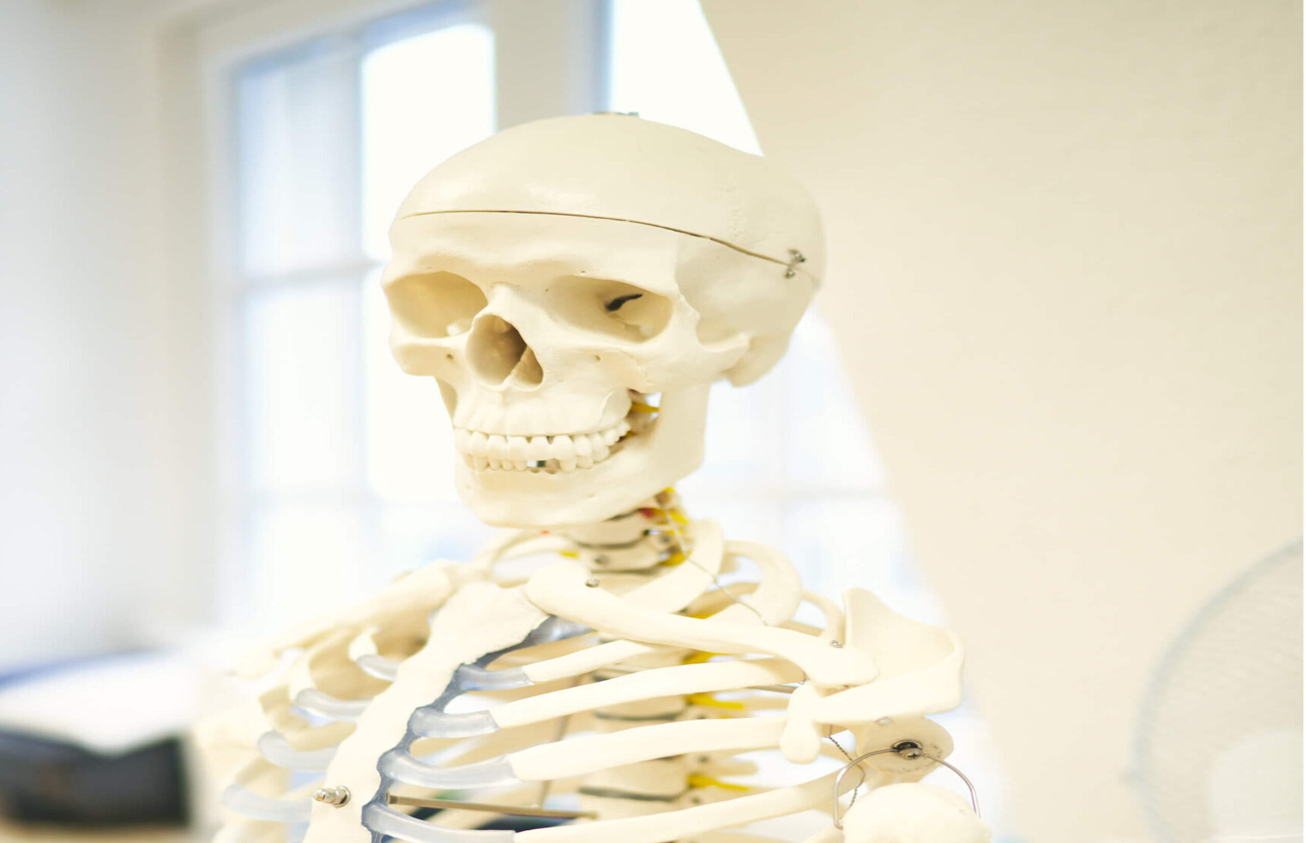 Diese Abbildung zeigt ein Skelett